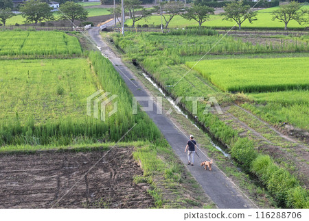 A person walking a dog along the rice field path A person walking a dog along the rice field path 116288706