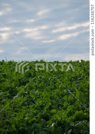 Green beet field in summer Green beet field in summer 116288707