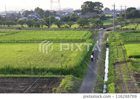 沿著稻田小路走的人 沿著稻田小路走的人 116288709