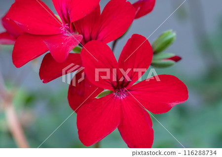 Red geranium flower in full bloom Red geranium flower in full bloom 116288734