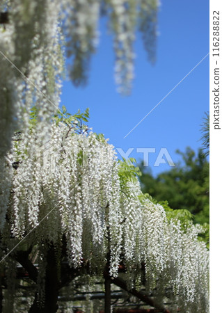 義經紫藤白畑神社（豎圖） 116288822