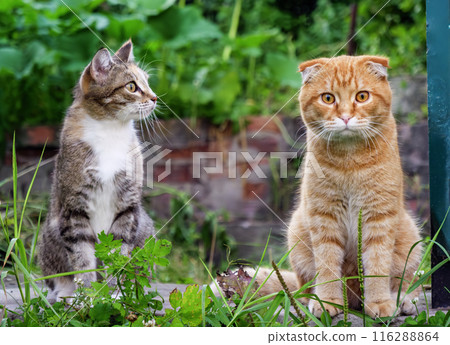 Two cats sitting in green grass outside on a sunny day Two cats sitting in green grass outside on a sunny day 116288864