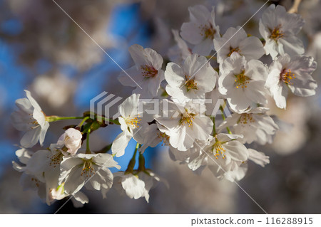 附近櫻花花瓣盛開 116288915