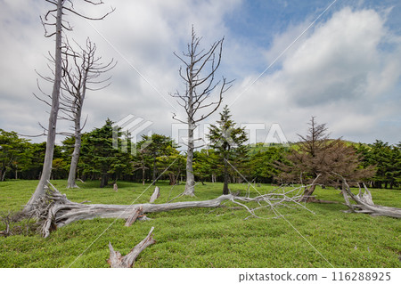 The rugged scenery of Odaigahara, dotted with rotting and fallen trees The rugged scenery of Odaigahara, dotted with rotting and fallen trees 116288925