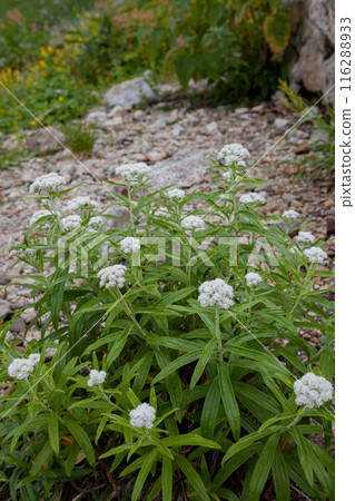 A landscape of wildflowers and alpine plants blooming on the lush mountain trails of Mt. Tateyama A landscape of wildflowers and alpine plants blooming on the lush mountain trails of Mt. Tateyama 116288933