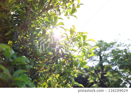 Shining green Shining green 116289024