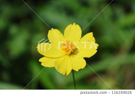 Kibanakosmos yellow 116289026