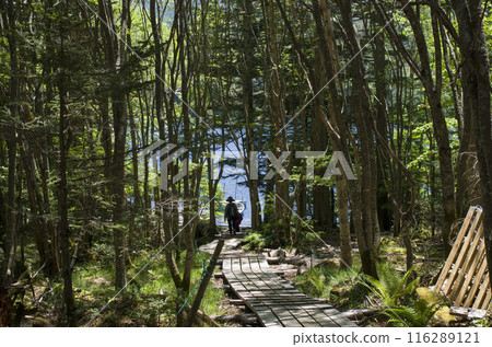 Beyond the Forest Beyond the Forest 116289121