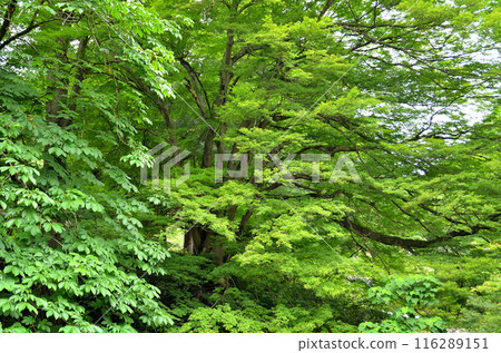 Japanese maple at Unryu-ji Temple in Izuzawa, Ogano-machi, Chichibu-gun, Saitama Prefecture 116289151