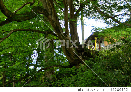 Japanese maple at Unryu-ji Temple in Izuzawa, Ogano-machi, Chichibu-gun, Saitama Prefecture 116289152