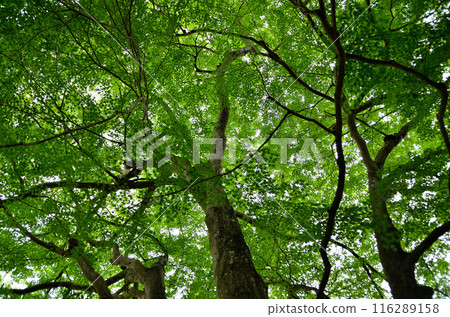 Japanese maple at Unryu-ji Temple in Izuzawa, Ogano-machi, Chichibu-gun, Saitama Prefecture 116289158