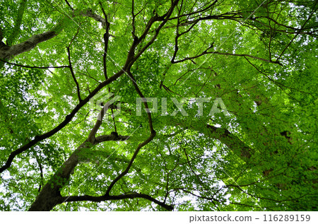 Japanese maple at Unryu-ji Temple in Izuzawa, Ogano-machi, Chichibu-gun, Saitama Prefecture Japanese maple at Unryu-ji Temple in Izuzawa, Ogano-machi, Chichibu-gun, Saitama Prefecture 116289159