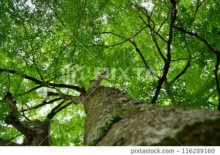 Japanese maple at Unryu-ji Temple in Izuzawa, Ogano-machi, Chichibu-gun, Saitama Prefecture 116289160