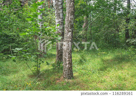 forest on a summer day 116289161