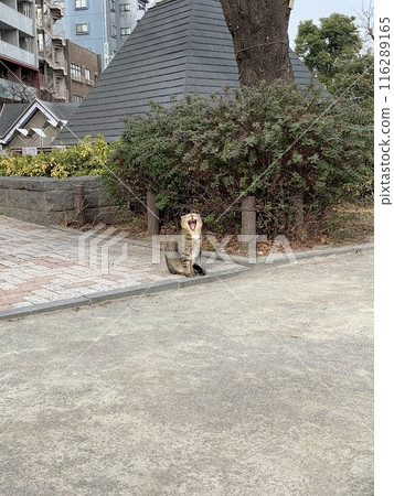 Yawning cat 116289165