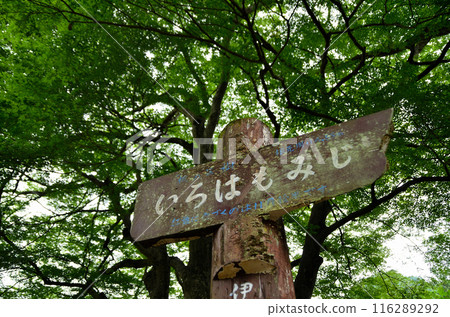 Japanese maple at Unryu-ji Temple in Izuzawa, Ogano-machi, Chichibu-gun, Saitama Prefecture 116289292