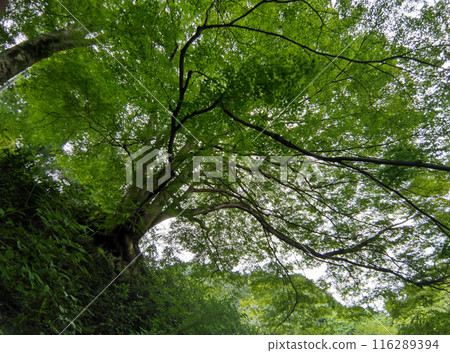 Japanese maple at Unryu-ji Temple in Izuzawa, Ogano-machi, Chichibu-gun, Saitama Prefecture Japanese maple at Unryu-ji Temple in Izuzawa, Ogano-machi, Chichibu-gun, Saitama Prefecture 116289394