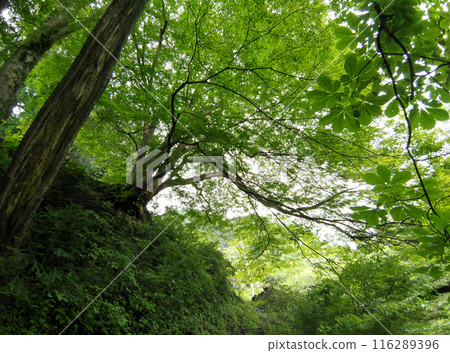Japanese maple at Unryu-ji Temple in Izuzawa, Ogano-machi, Chichibu-gun, Saitama Prefecture 116289396