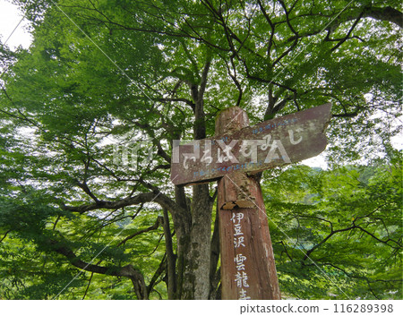 Japanese maple at Unryu-ji Temple in Izuzawa, Ogano-machi, Chichibu-gun, Saitama Prefecture 116289398