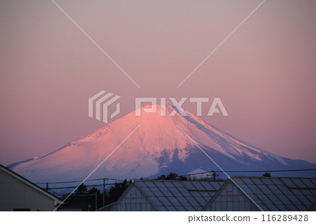 Mt. Fuji Red Fuji 116289428
