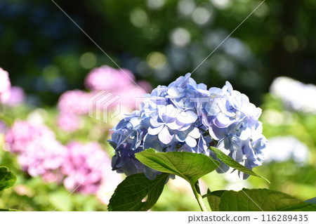紫色繡球花為雨季增添色彩 紫色繡球花為雨季增添色彩 116289435