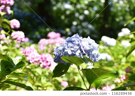 紫色繡球花為雨季增添色彩 紫色繡球花為雨季增添色彩 116289436