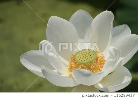美麗的白蓮花盛開 美麗的白蓮花盛開 116289437
