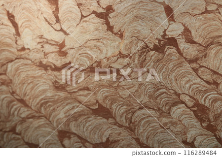fossil 116289484