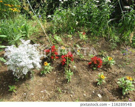 Red begonia flowers and white daisy Red begonia flowers and white daisy 116289548
