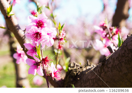blooming peach trees in spring 116289636