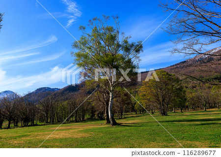 A single white birch tree and blue sky in spring in Myoko Kogen 116289677