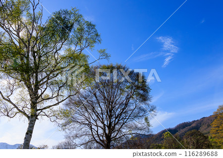 春天妙高高原美麗的白樺樹、藍天和白雲 116289688