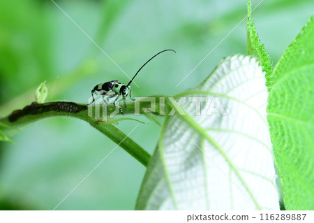 Small long-horned beetle, Ramie long-horned beetle Small long-horned beetle, Ramie long-horned beetle 116289887