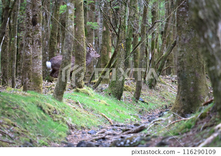 Deer jumping on the footpath of Mount Fuji 116290109