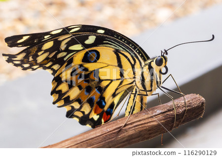 Close up of yellow butterfly 116290129