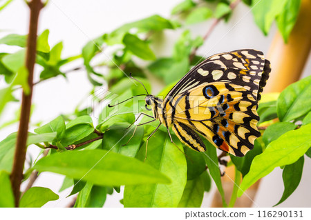 Close up of yellow butterfly 116290131