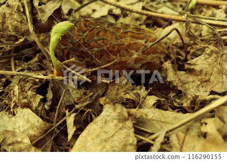 Unique in its design, the common morel mushroom grew in a spring forest. The signal for the start of the mushroom season this year, the photo is tinted with a dark yellow light 116290155