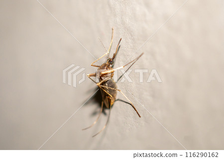 Mosquito on the wall background close up 116290162