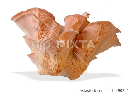Isolated pink oyster mushroom cut out on white background. 116290225