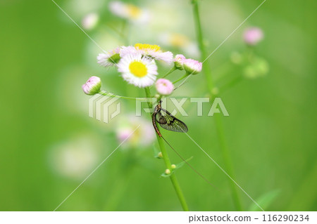 Mayfly's fleeting life 116290234