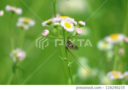 Mayfly's fleeting life 116290235