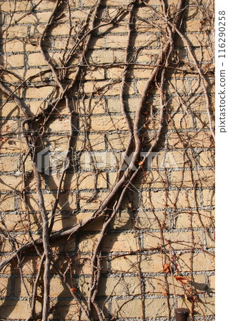 冬天的甲子園球場 116290258