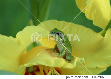 Tree frog among yellow petals Frog house 116290290