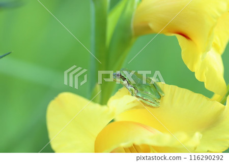 Tree frog among yellow petals Frog house 116290292