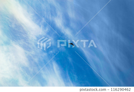 A bird, spreading its wings, flies high in the cloudy sky 116290462