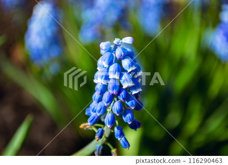 Beautiful blue Muscari armeniacum flower 116290463