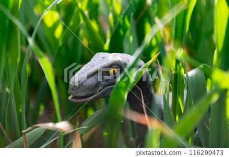 Velociraptor dinosaur toy in the middle of lush green grass 116290473