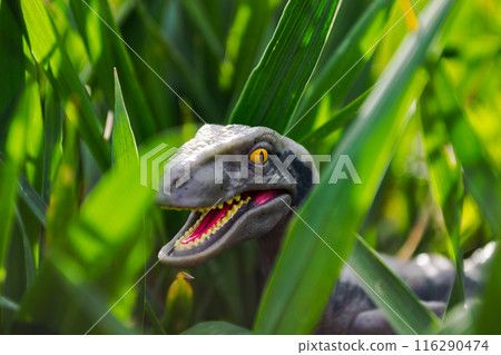 Velociraptor dinosaur toy in the middle of lush green grass 116290474