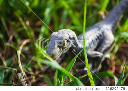 Velociraptor dinosaur toy in the middle of lush green grass Velociraptor dinosaur toy in the middle of lush green grass 116290476