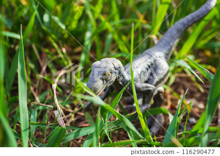 Velociraptor dinosaur toy in the middle of lush green grass Velociraptor dinosaur toy in the middle of lush green grass 116290477